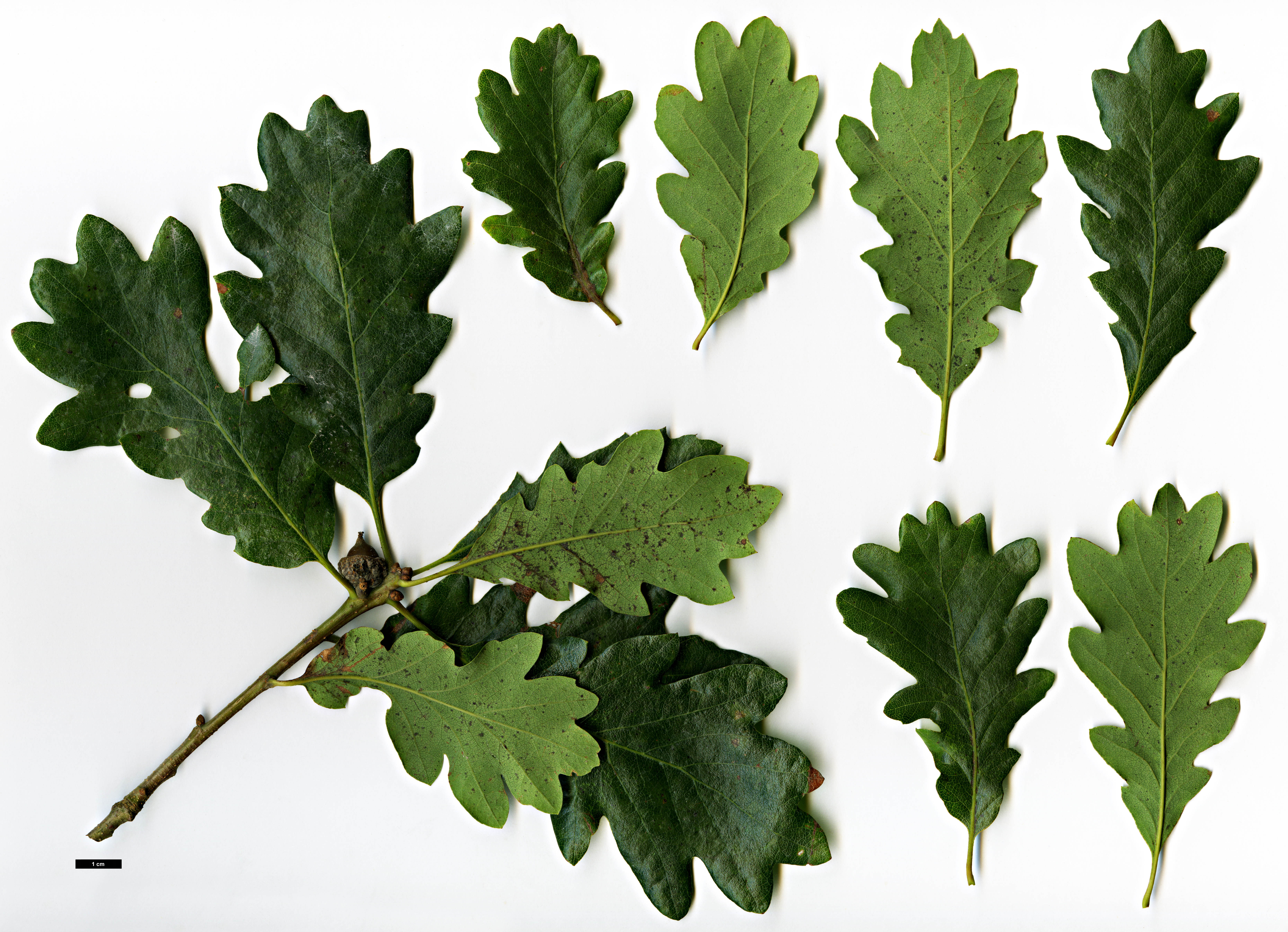 High resolution image: Family: Fagaceae - Genus: Quercus - Taxon: garryana - SpeciesSub: subsp. breweri